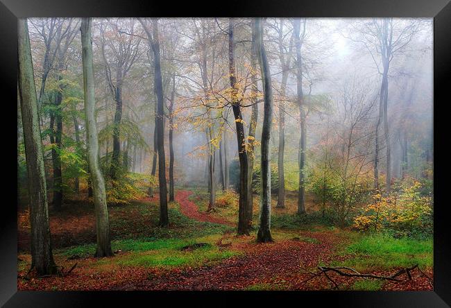 Autumn Morning Woods Framed Print by Ceri Jones