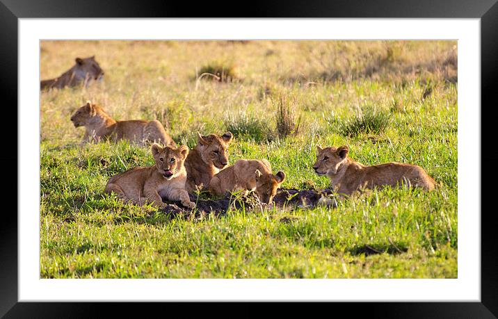 lion cubs around small watering hole Framed Mounted Print by Lloyd Fudge