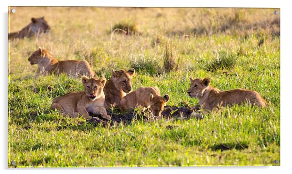 lion cubs around small watering hole Acrylic by Lloyd Fudge