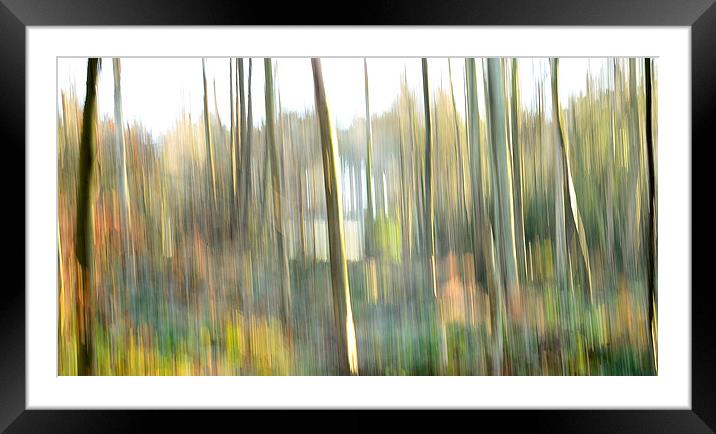 trees in morning sunlight Framed Mounted Print by John Mayhew