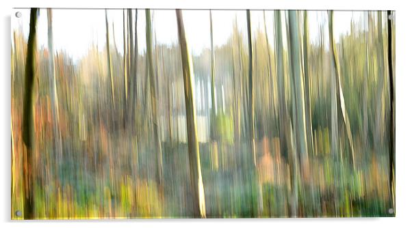trees in morning sunlight Acrylic by John Mayhew