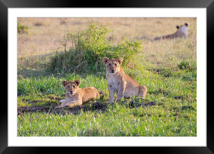 Two lion cubs at small watering hole Framed Mounted Print by Lloyd Fudge