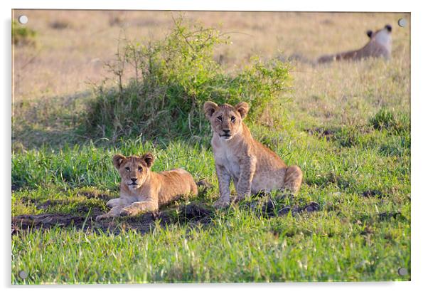Two lion cubs at small watering hole Acrylic by Lloyd Fudge
