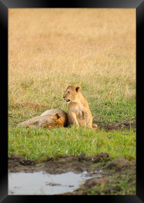 Two lion cubs Framed Print by Lloyd Fudge