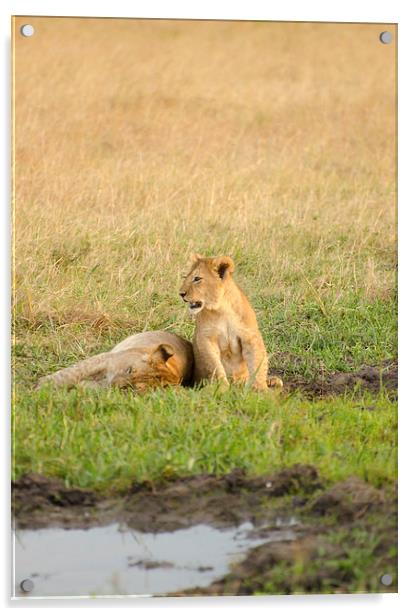 Two lion cubs Acrylic by Lloyd Fudge