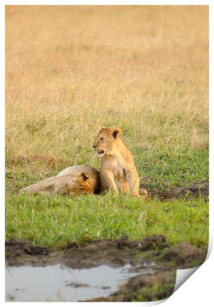 Two lion cubs Print by Lloyd Fudge