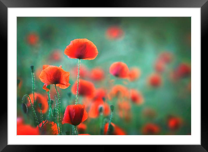 Evening Summer Poppies Framed Mounted Print by Ceri Jones