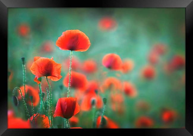 Evening Summer Poppies Framed Print by Ceri Jones