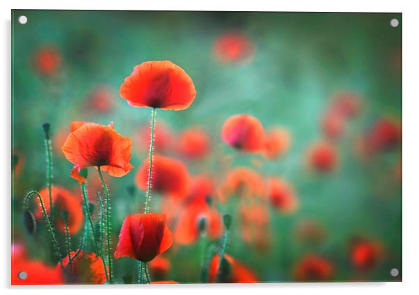 Evening Summer Poppies Acrylic by Ceri Jones
