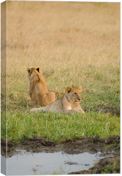lion cubs around small watering hole Canvas Print by Lloyd Fudge