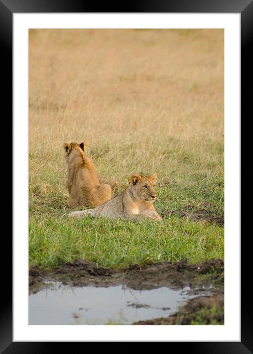 lion cubs around small watering hole Framed Mounted Print by Lloyd Fudge