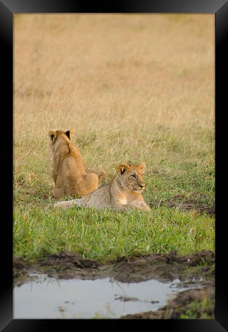 lion cubs around small watering hole Framed Print by Lloyd Fudge