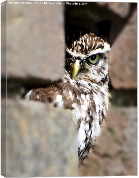 Shy Little Owl Canvas Print by Mick Both