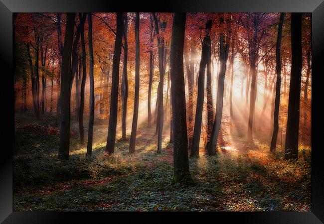 Autumn Morning Woodland Light Framed Print by Ceri Jones