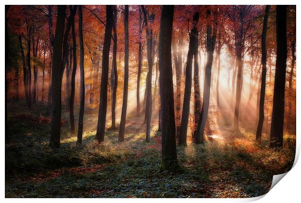 Autumn Morning Woodland Light Print by Ceri Jones
