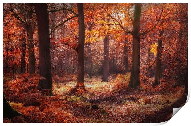 Autumn Colours Print by Ceri Jones