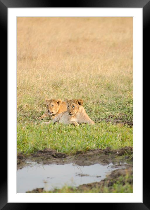 Wild lions near watering hole Framed Mounted Print by Lloyd Fudge