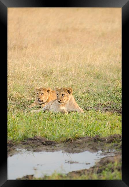 Wild lions near watering hole Framed Print by Lloyd Fudge