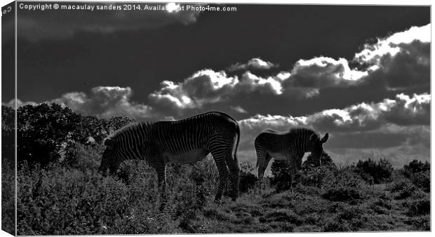 zebras grazing Canvas Print by macaulay sanders