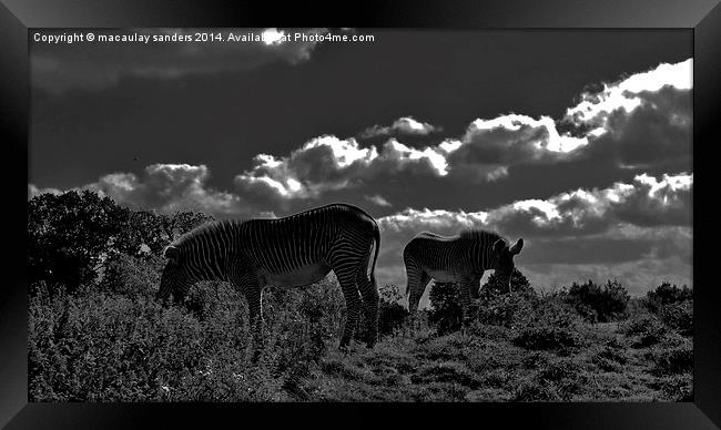 zebras grazing Framed Print by macaulay sanders