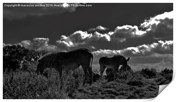 zebras grazing Print by macaulay sanders