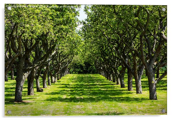 Traditional Kentish Apple Orchard Acrylic by John B Walker LRPS