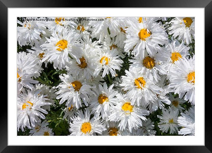 Shasta Daisies Framed Mounted Print by Audrey Walker