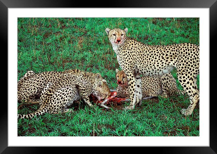 JST2910 Cheetah breakfast Framed Mounted Print by Jim Tampin