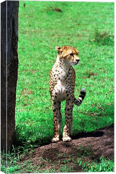 JST2909 Alert cheetah Canvas Print by Jim Tampin