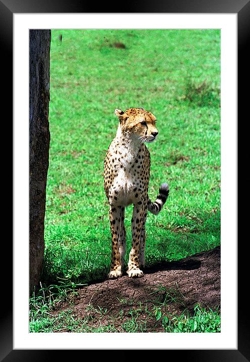 JST2909 Alert cheetah Framed Mounted Print by Jim Tampin