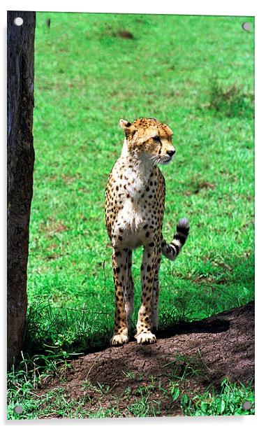 JST2909 Alert cheetah Acrylic by Jim Tampin