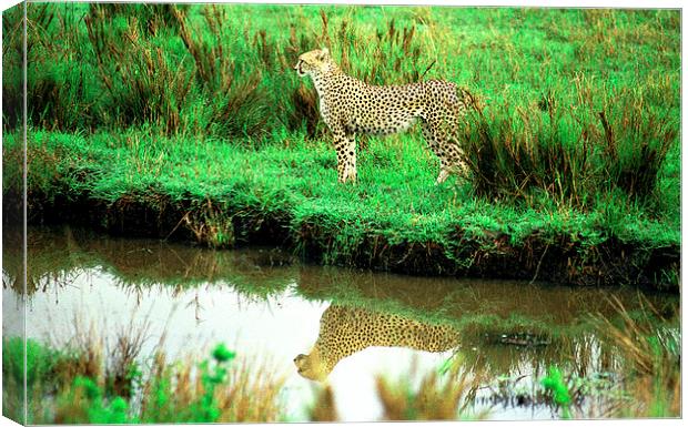 JST2906 Cheetah reflection Canvas Print by Jim Tampin