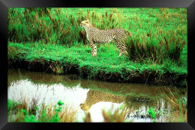JST2906 Cheetah reflection Framed Print by Jim Tampin