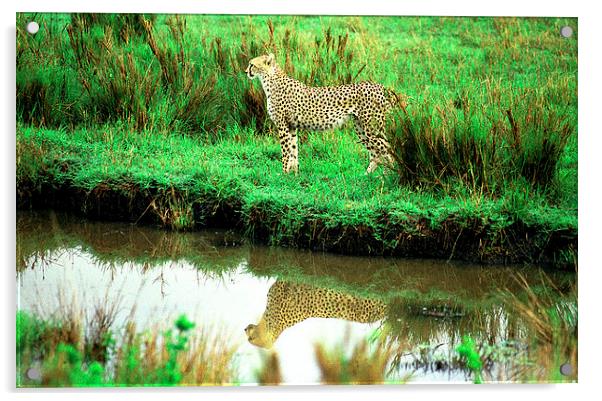 JST2906 Cheetah reflection Acrylic by Jim Tampin