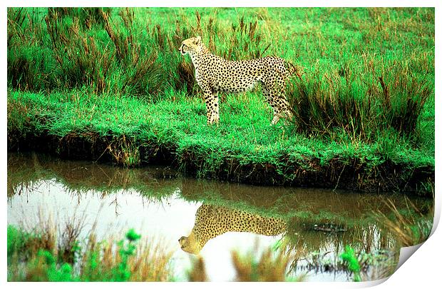 JST2906 Cheetah reflection Print by Jim Tampin