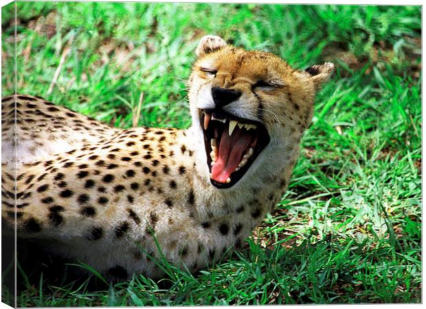 JST2904 Laughing cheetah Canvas Print by Jim Tampin
