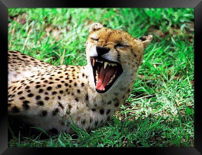 JST2904 Laughing cheetah Framed Print by Jim Tampin