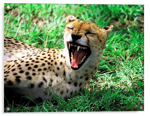 JST2904 Laughing cheetah Acrylic by Jim Tampin
