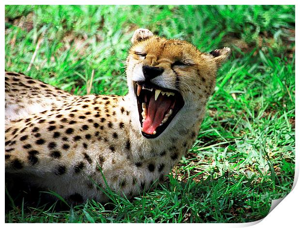 JST2904 Laughing cheetah Print by Jim Tampin