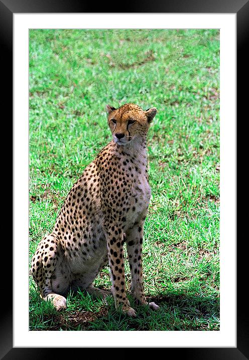 JST2905 Female cheetah Framed Mounted Print by Jim Tampin
