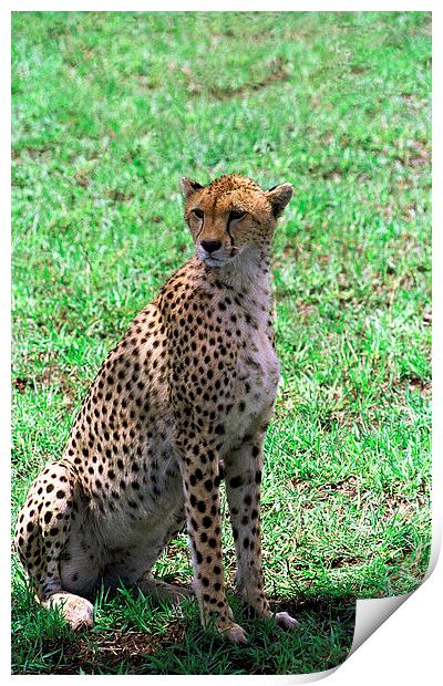 JST2905 Female cheetah Print by Jim Tampin