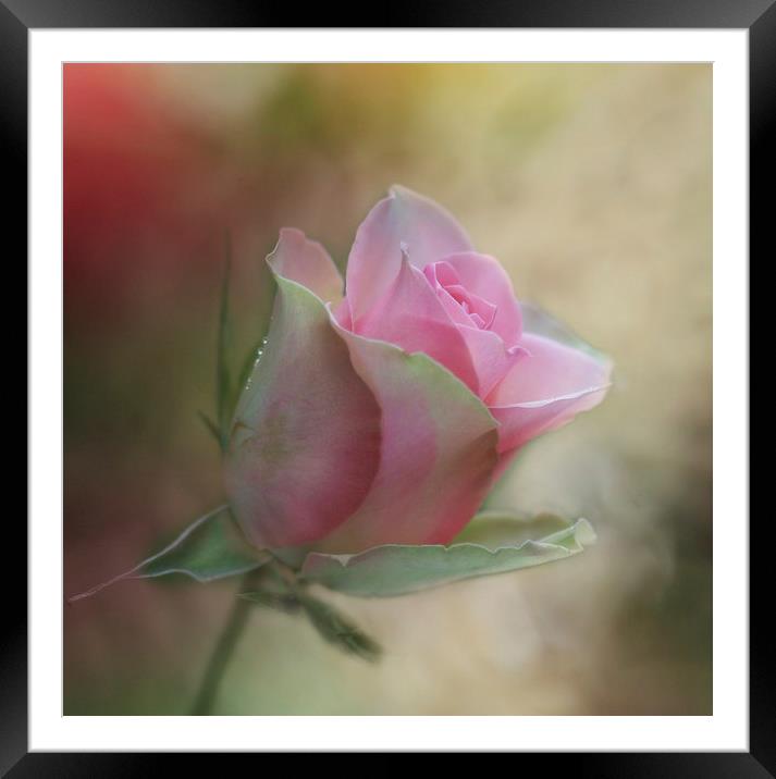 The Pink Rose Framed Mounted Print by Ceri Jones