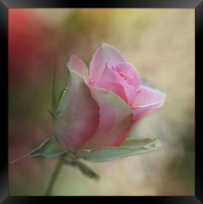 The Pink Rose Framed Print by Ceri Jones