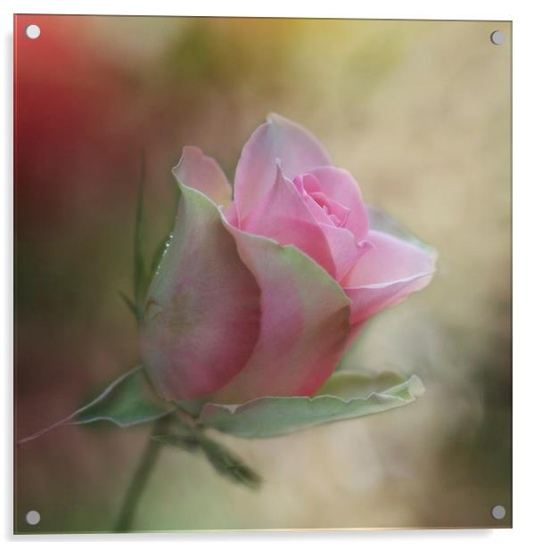 The Pink Rose Acrylic by Ceri Jones