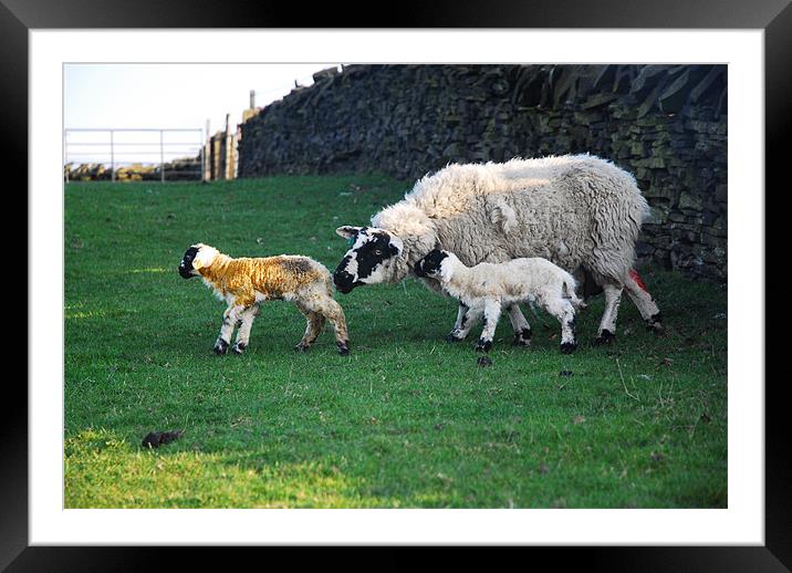 NEW BORN LAMBS Framed Mounted Print by JEAN FITZHUGH