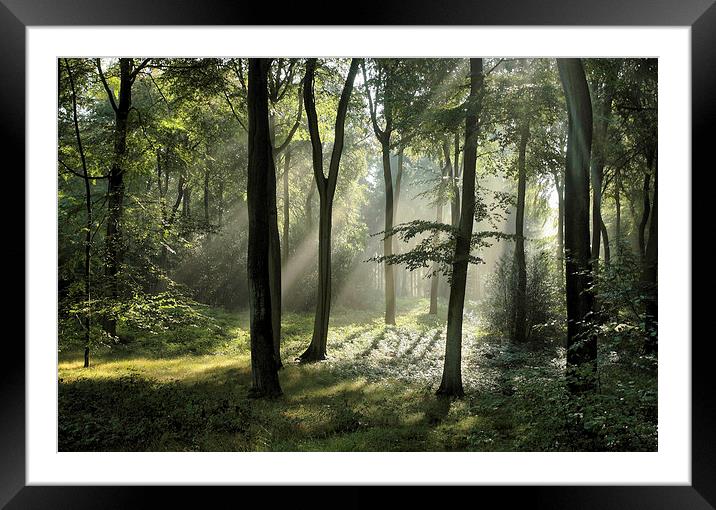 Woodland Summer Light Framed Mounted Print by Ceri Jones