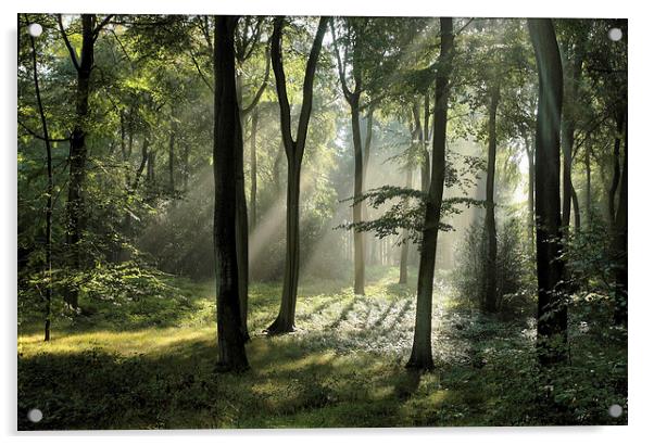 Woodland Summer Light Acrylic by Ceri Jones