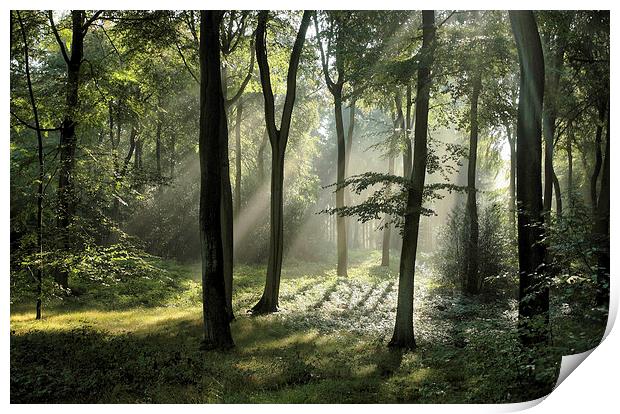 Woodland Summer Light Print by Ceri Jones