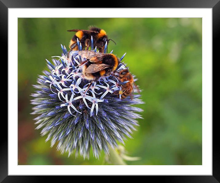 Bees Framed Mounted Print by Victor Burnside