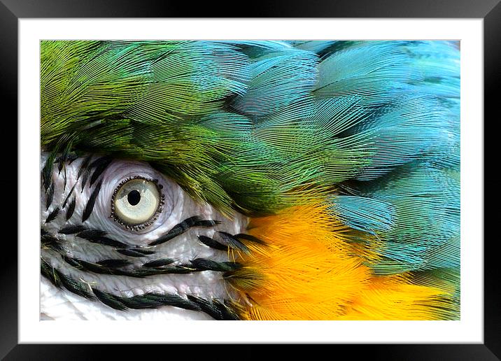 Macaw up close Framed Mounted Print by John Mayhew